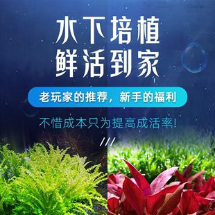 冬季鱼缸水草培植：冬季鱼缸水草的培植注意事项 鱼缸百科 第1张