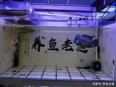 不需要打理的鱼缸怎么处理：不需要打理的鱼缸可以根据以下几个方式进行处理 鱼缸百科 第3张