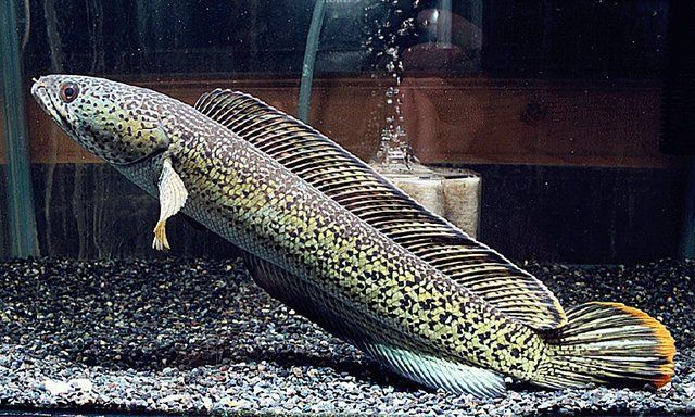 最贵的龙鱼是什么品种：市场上最贵的几种雷龙鱼品种 龙鱼百科 第1张