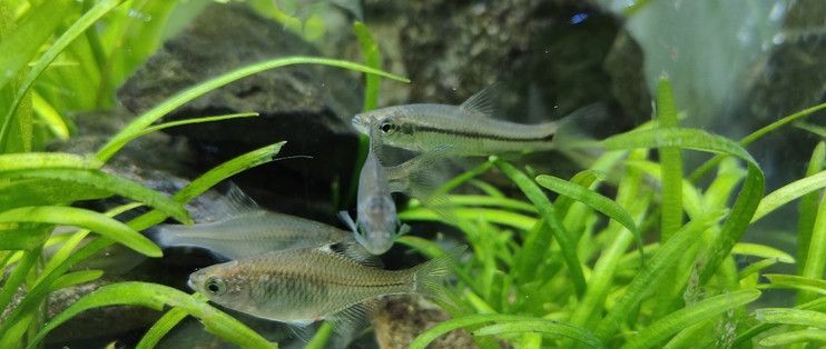 大鱼水族鱼缸怎么养活视频：农村阿芝提供的生态鱼缸养鱼方法，强调鱼花共养和造景的重要性 鱼缸百科