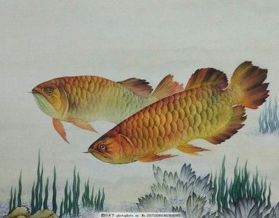 国画 金龙鱼：中国传统文化的魅力，国画金龙鱼 龙鱼百科 第1张