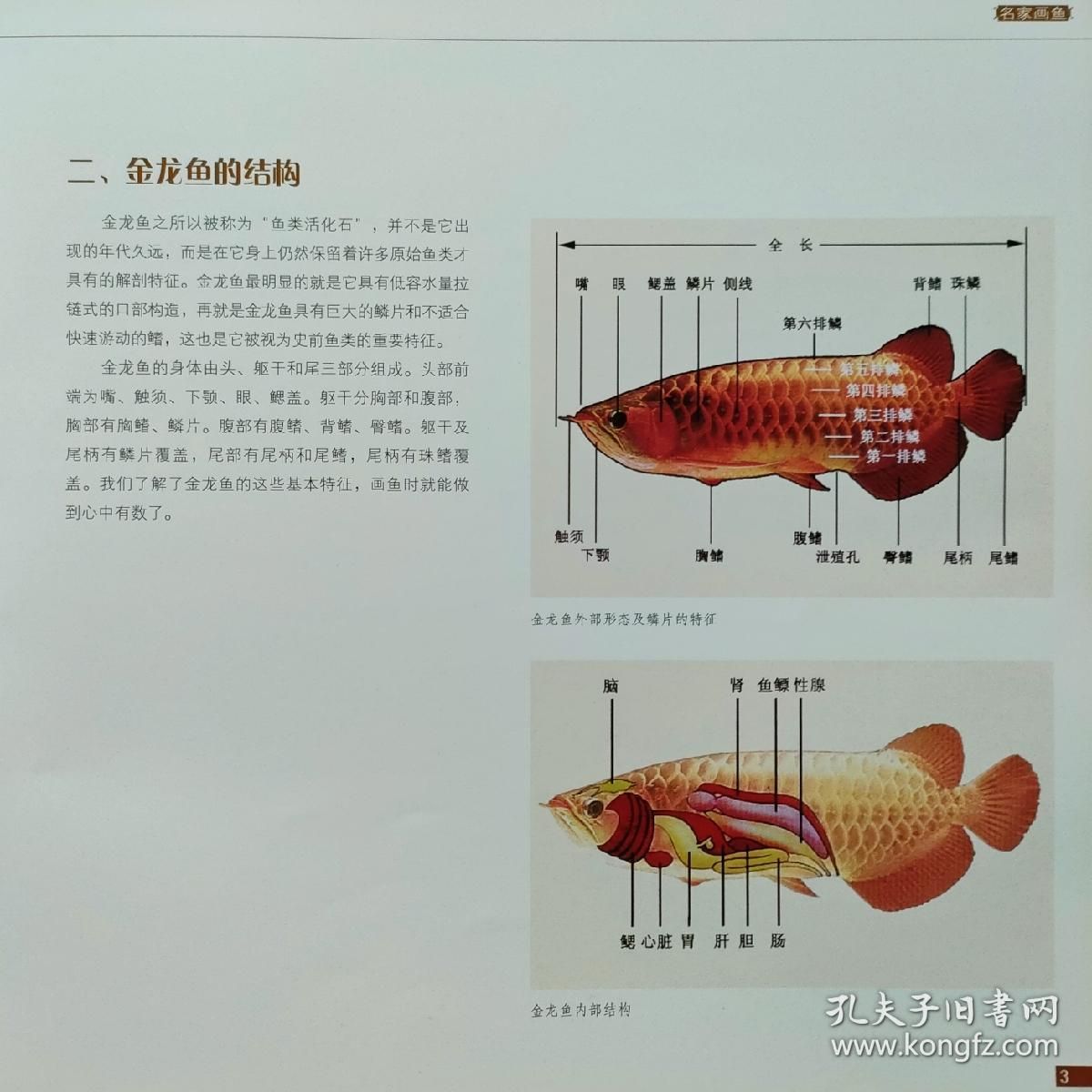 国画 金龙鱼：中国传统文化的魅力，国画金龙鱼 龙鱼百科 第3张