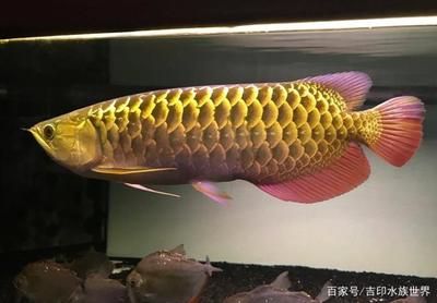 龙鱼可以吃蜈蚣吗：龙鱼可以吃蜈蚣吗龙鱼可以吃蜈蚣吗，龙鱼可以吃蜈蚣吗 龙鱼百科 第1张