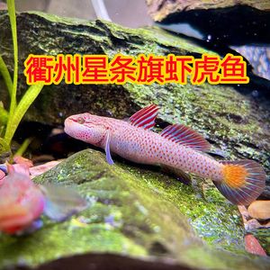 四川吻虾虎鱼：四川吻虾虎鱼的饲养方法 虎鱼百科 第2张