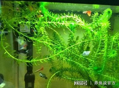 不用鱼缸怎么办：如何处理闲置的鱼缸？ 鱼缸百科 第3张