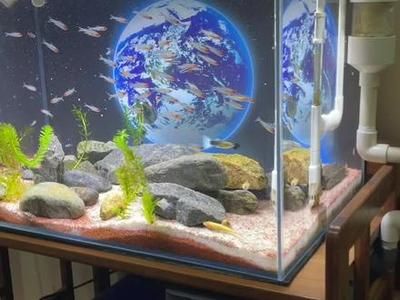 大鱼水族鱼缸养什么鱼好看：几种适合在大鱼缸中饲养的鱼类