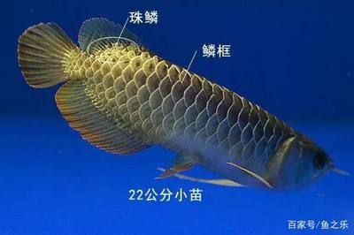 金龙鱼多大能看出鳞框和珠鳞：金龙鱼多大能看出鳞框和珠鳞呢？