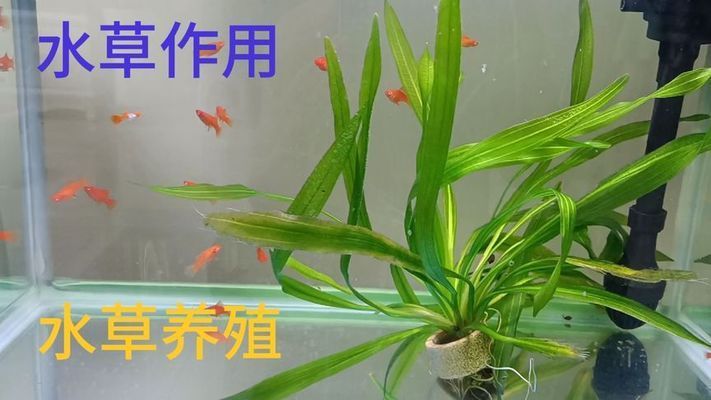 大鱼缸可以养什么：大鱼缸的日常管理 鱼缸百科 第1张