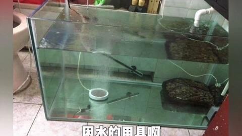 龙鱼困水几天可以换过滤器吗：龙鱼困水几天可以换过滤器吗龙鱼困水几天可以换过滤器吗 龙鱼百科 第2张