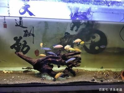 大型鱼缸养鱼方法：大型鱼缸养护方法 鱼缸百科 第1张