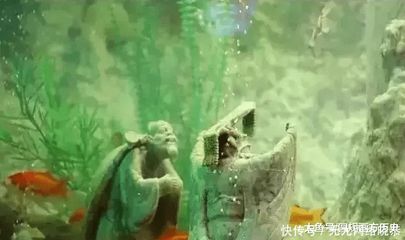 东海龙宫鱼缸价格多少钱一条：东海龙宫鱼缸价格 龙鱼百科 第3张