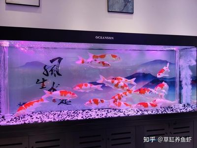 大鱼缸怎么喂食：大鱼缸喂食技巧 鱼缸 第3张