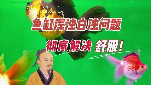 百胜鱼缸和森森鱼缸哪个好：森森鱼缸和百胜鱼缸哪个好 鱼缸百科 第2张