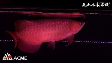 超级红龙鱼：超级红龙鱼是一种非常特殊和珍贵的鱼类，在文化和经济价值上具有极高的地位 龙鱼百科 第2张
