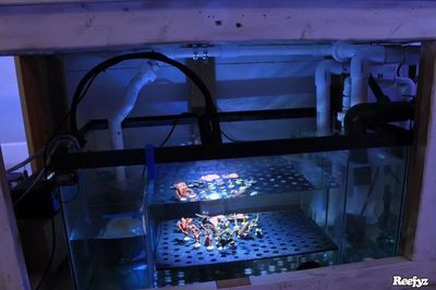 八爪鱼怎么用鱼缸养殖视频教学：八爪鱼的饲养方法和注意事项 鱼缸 第3张