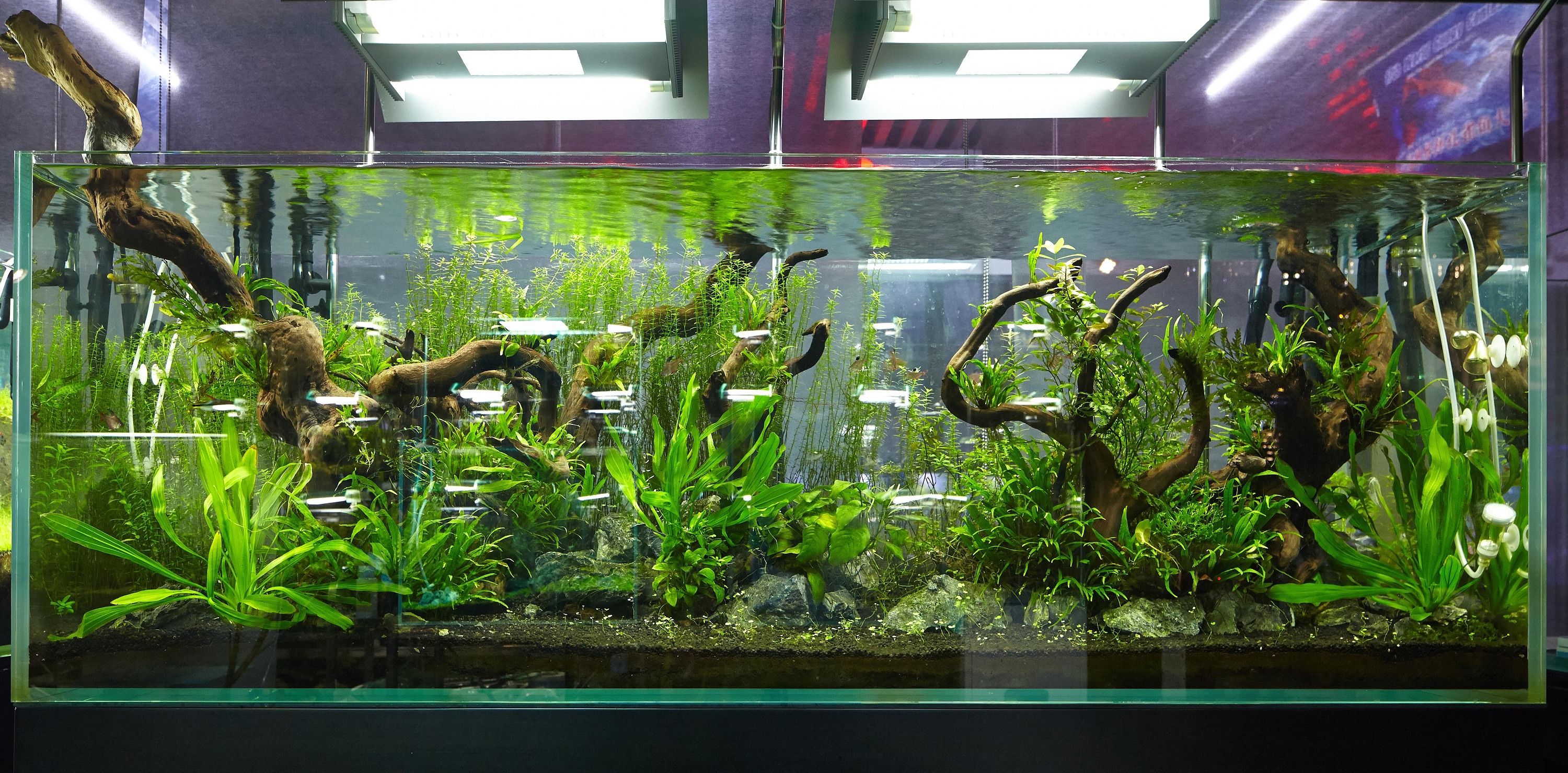 大型生态鱼缸造景：大型生态鱼缸的选择 鱼缸 第3张