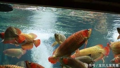 喂龙鱼的泥鳅买回来怎么处理：喂食龙鱼的泥鳅买回来后需要经过一定的处理步骤以及处理步骤