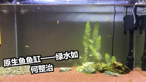 鱼缸养鱼常见病菌：一些常见的鱼缸养鱼病菌 鱼缸百科 第2张