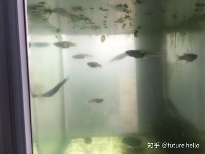 别人家的鱼缸里的鱼长什么样子再去感慨：别人家鱼缸里的金鱼和鲫鱼 鱼缸百科 第4张