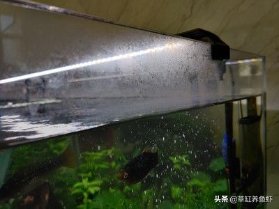 大家都用什么擦鱼缸内壁：如何清洗鱼缸内壁 鱼缸百科 第1张