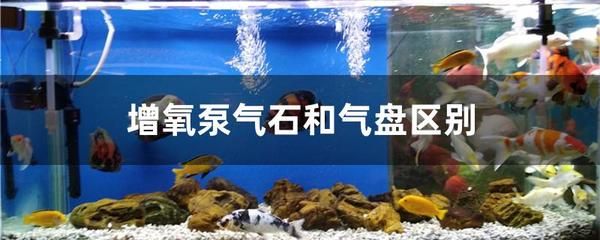 大鱼缸有过滤系统还需要充氧吗？：养鱼过滤系统和充氧的关系