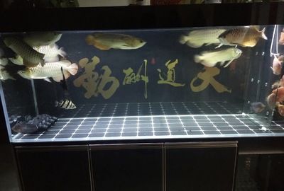 大鱼水族鱼缸养什么鱼好：根据搜索结果推荐的一些适合大鱼缸养的鱼类