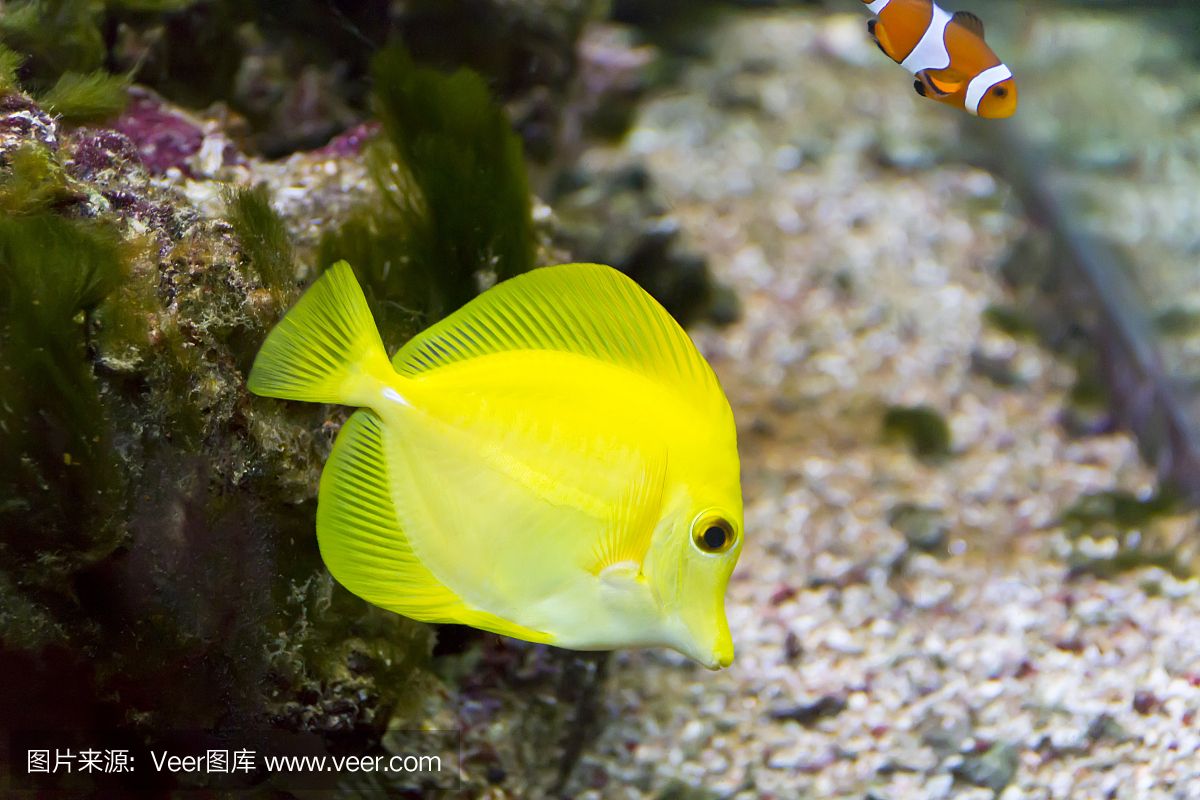 大洋的鱼缸里：大洋水族鱼缸店黄河路店 鱼缸百科 第1张