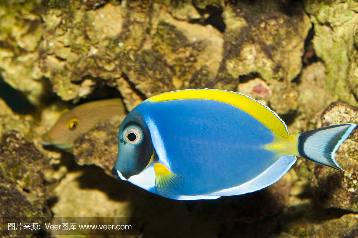 大洋的鱼缸里：大洋水族鱼缸店黄河路店 鱼缸百科 第3张