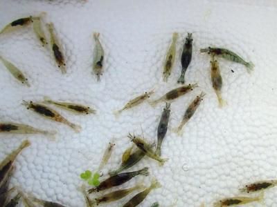 龙鱼喂什么虾最好吃：海虾、河虾、草虾都是适宜喂食龙鱼的虾类 龙鱼百科