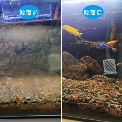 吃鱼缸底部残渣的螺：吃鱼缸底部残渣的螺主要包括苹果螺、橙兔螺和黑金刚螺等几种