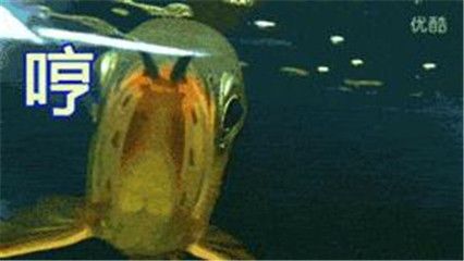 金龙鱼为什么老张嘴呼吸怎么回事：金龙鱼老张嘴呼吸可能有以下几个原因导致金龙鱼张嘴呼吸 龙鱼百科 第3张