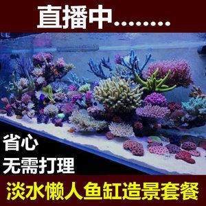 淡水哪里有卖鱼缸的地方啊多少钱：水族箱植物的选择与养护 鱼缸百科 第2张