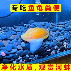 淡水哪里有卖鱼缸的地方啊多少钱：水族箱植物的选择与养护 鱼缸百科 第3张