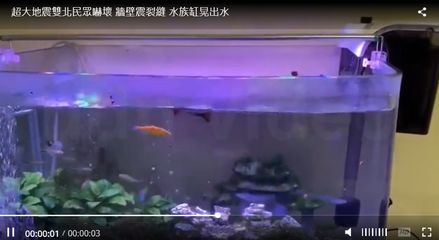 白色鱼缸和黑色鱼缸：如何选择合适的鱼缸？ 鱼缸百科 第3张