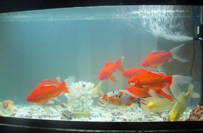 大型锦鲤鱼缸推荐：大型锦鲤鱼缸的选择与布置 鱼缸 第3张