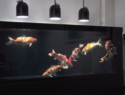 大型锦鲤鱼缸推荐：大型锦鲤鱼缸的选择与布置 鱼缸 第1张
