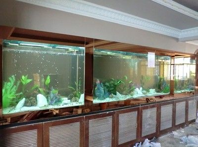 龙鱼缸可以养锦鲤吗：锦鲤和龙鱼在水族箱中混养可能性一直是鱼友们关心的话题 龙鱼百科