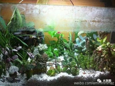 大鱼缸改造植物缸：大鱼缸改造植物缸的方法和注意事项