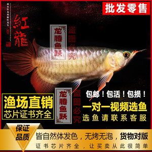 龙腾四海水族红龙鱼：龙腾四海水族红龙鱼体长可达50-100厘米