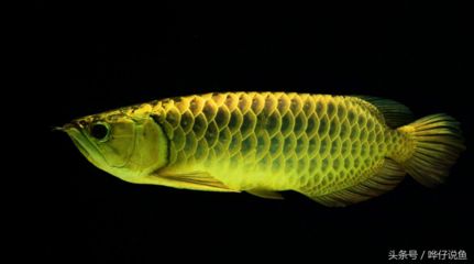 红龙鱼用黄灯适合养吗：红龙鱼使用黄灯适合养吗