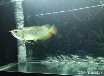 龙鱼多高水位：养龙鱼的最佳水位高度是多少？ 龙鱼百科 第1张