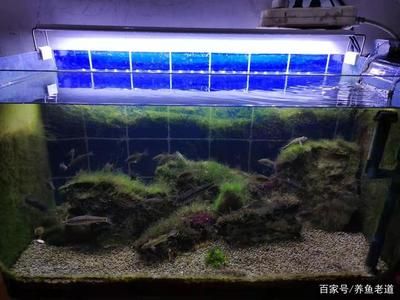 鱼缸常见问题及处理方法：鱼缸水质浑浊怎么办 鱼缸百科 第2张