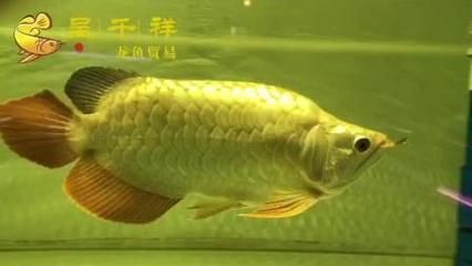 金龙鱼福龙：金龙鱼和福龙鱼有什么区别？