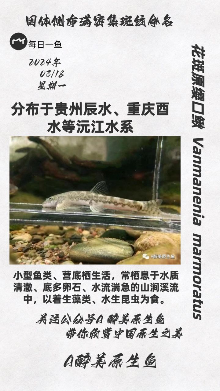 花斑原缨口鳅：分布沅江水系 观赏鱼论坛