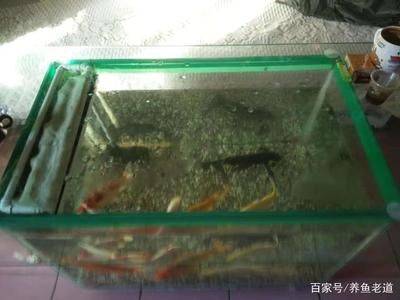 玻璃胶做鱼缸教学视频：如何使用玻璃胶制作鱼缸 鱼缸百科 第2张