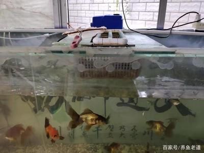 玻璃胶做鱼缸教学视频：如何使用玻璃胶制作鱼缸 鱼缸百科 第3张