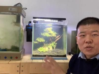 玻璃鱼缸做盆景好不好：玻璃鱼缸制作微型植物盆景 鱼缸百科 第4张