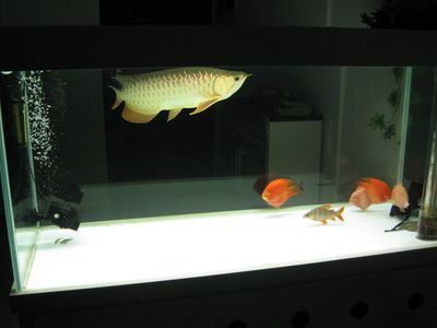 金龙鱼黑缸和白缸的区别：金龙鱼在黑缸和白缸中的观赏性和过背效果有所不同