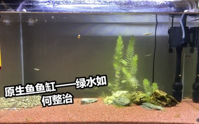 不用了的鱼缸怎么处理好：不用的鱼缸可以根据其状况和用途进行不同的处理方式 鱼缸百科 第2张