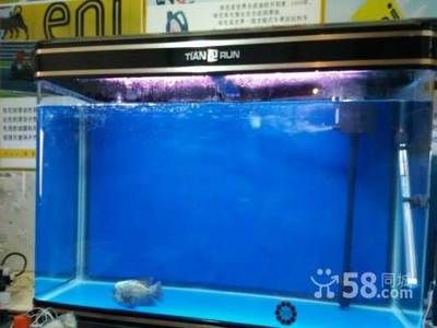 150长50宽的鱼缸能养龙鱼吗：一个150长50宽的鱼缸可以养殖银龙鱼吗 鱼缸百科 第1张